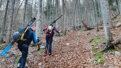 People with skis and helmets are hiking through a wooded slope.