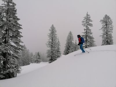 Ski tourer descending in a snow-covered forest.