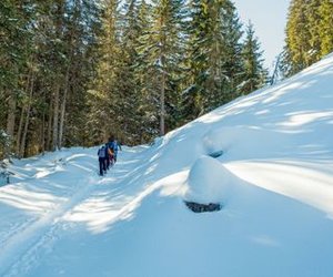 Wanderer mit Rucksäcken und Stöcken, die auf einem verschneiten Weg in einem bewaldeten Gebirgsgebiet spazieren.
